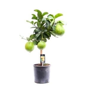 Cerdo Maxima Cespuglio in Pot 20cm