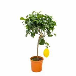 Cerdo Piretto Cespuglio in Pot 20cm