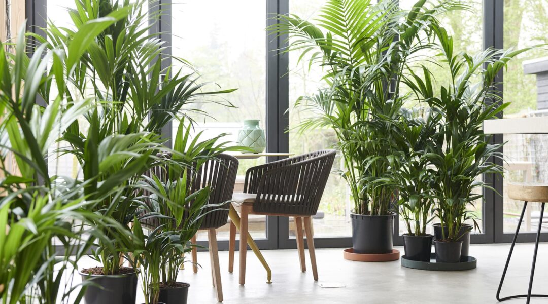Kentia Plants decorating space