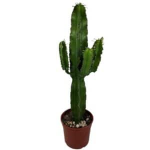 Euphorbia Eritrea in Pot 21cm