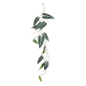 Alocasia hanging green - l115xw30xh6cm