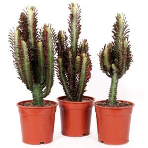 Euphorbia Trichona Rubra in Pot 17cm