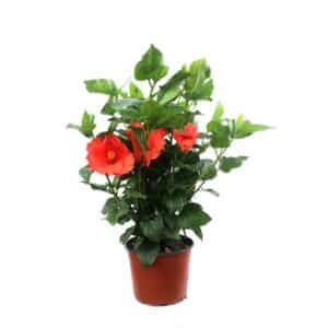 Hibiscus in Pot 19cm