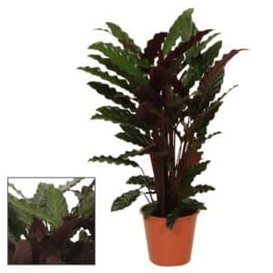 Calathea rufibarba 'Wavestar' in Pot 19cm