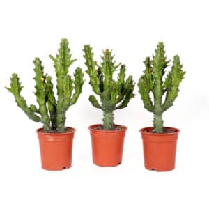 Euphorbia Mayuranthanii in Pot 17cm H40cm