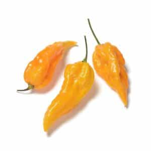 Peperoncino Piccante Fatalii in pot 16cm