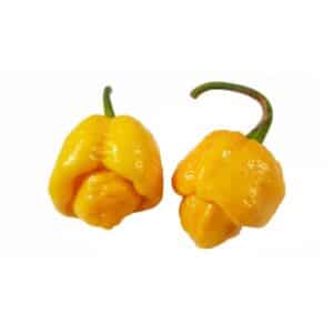 Peperoncino Piccante Trinidad Scorpions Giallo in Pot 16cm
