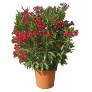 Nerium Oleander Cespuglio in Pot 33cm