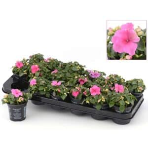 Impatiens in Pot 9cm