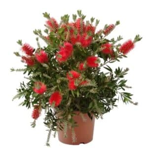 Callistemon Splendens Cespuglio in Pot 24cm