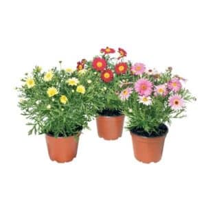 Margherita in Pot 14cm