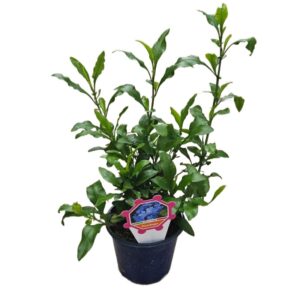 Plumbago in Pot 14cm