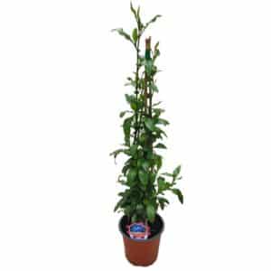 Plumbago in Pot 17cm