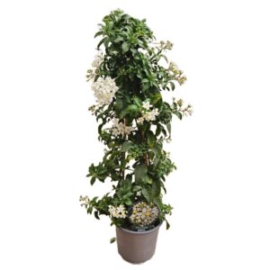 Solanum Jasminoides (Solanaceae) in Pot 17cm