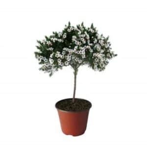 Wax Flower Snow Flake in Pot 15cm