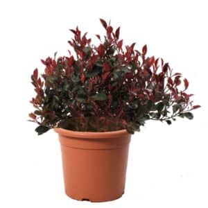 Photina Rosaceae in Pot 24cm