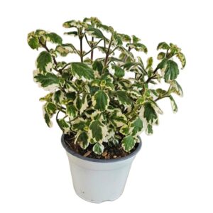 Plectranthus Lamiaceae in Pot 14cm