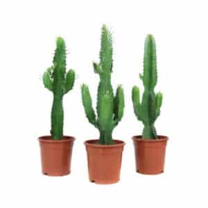 Euphorbia Acruensis in Pot 17cm H55cm