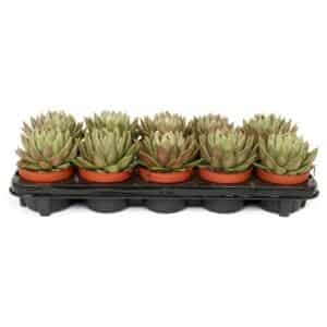 Echeveria Agavoides in Pot 10.5cm