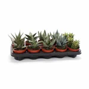Aloe / Haworthia mix in Pot 10.5cm
