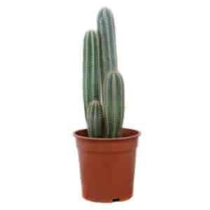Pilocereus Azulensis 21cm H70cm
