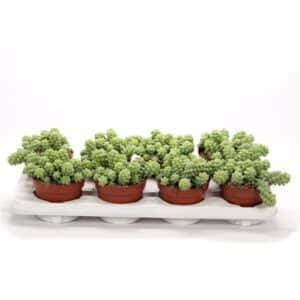 Sedum Burrito in Pot 12cm