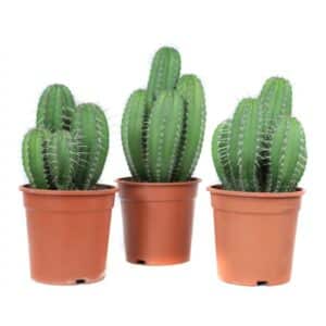 Polaskia Chichipe in Pot 21cm H45cm