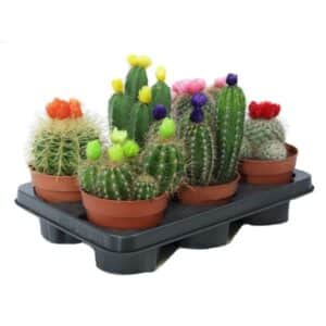 Cactus Disco in Pot 12cm
