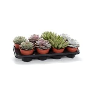 Echeveria Mix in Pot 12cm