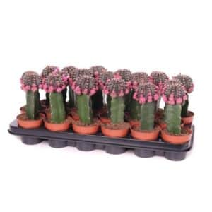 Gymnocalycium Black Bloom Pot 8.5cm