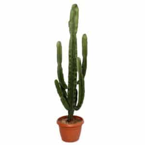 Euphorbia Erytrea in Pot 35cm H145cm