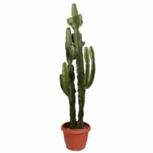 Euphorbia Erytrea in Pot 40cm H160cm