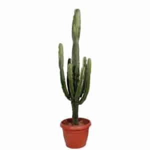 Euphorbia Erytrea in Pot 45cm H195cm