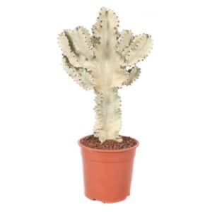 Euph Ingens Marmorata Canarias in Pot 24cm H50cm