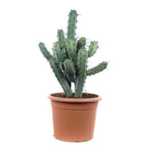 Myrtillocactus Geometrizans Canaris in Pot 30cm H80cm