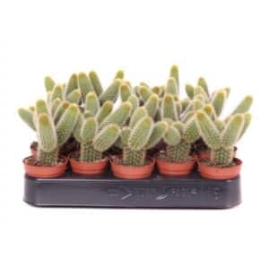 Hildewint Aureispina Vertakt in Pot 5.5cm