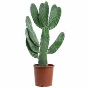 Opuntia Consolea in Pot 17cm H35cm