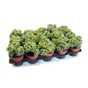 Opuntia Vestita Cristata in Pot 8.5cm