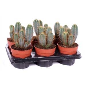 Pilocereus Pachycladus in Pot 10.5cm