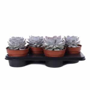 Echeveria Lilacina in Pot 17cm