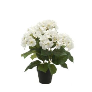 Hydrangea bush x5 40cm white in black pot 11cm