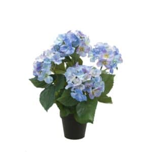 Hydrangea bush x5 40cm blue in black pot 11cm