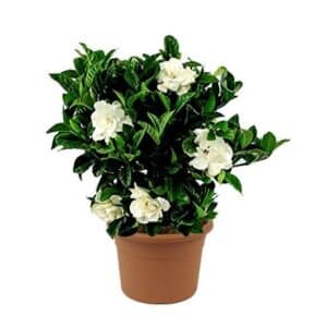 Gardenia Grandiflora in Pot 22cm