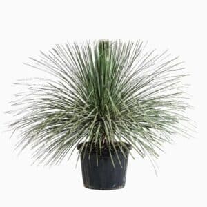 Dasylirion Serratifolium in Pot 30cm