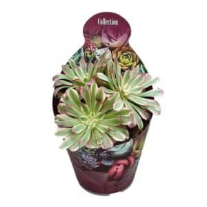 Aeonium 'Mardi Gras' in Pot 14cm (Collection)