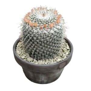 Mammillaria Nejapensis in Basalt Bowl 15cm