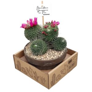 Mammillaria Spinosissima Un Pico In Basalt Bowl 15cm