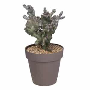 Monvillea Spegazzini Crestata in Pot 20cm