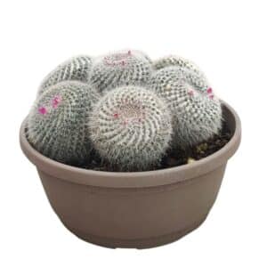 Mammillaria Hahniana in Bowl 30cm