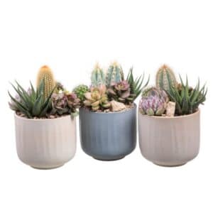 Cactus & Succulent Arrangment Ceramic Pot 16cm